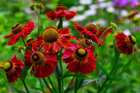 Helenium Flower Seeds for Planting – Long Bloom Season, Heirloom, Non-GMO, High Germination Garden Seeds