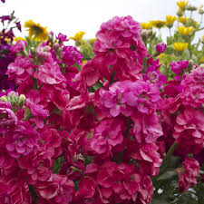 Pink Matthiola Flower Seeds for Planting Heirloom Non-GMO High Germination Organic Garden Seeds