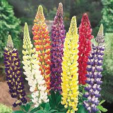 Mixed Tutti Frutti Lupine Flower Seeds for Planting – Heirloom, Non-GMO, Bright Blooms, High Germination