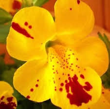 Mimulus Guttatus Flower Seeds for Planting – Drought Tolerant, Heirloom, Non-GMO, Organic Garden Seeds