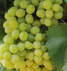 Cotton Candy Grape Fruit Seeds for Planting – Heirloom, Non-GMO for Sweet Unique Vines