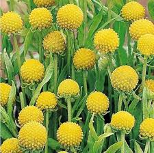 Craspedia Flower Seeds for Planting – Heirloom, Non-GMO, Pollinator-Friendly High Germination Seeds