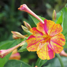 Yellow Red Four O'Clock Flower Seeds for Planting – Wildflower Mix, Heirloom, Non-GMO Seeds for Home Garden