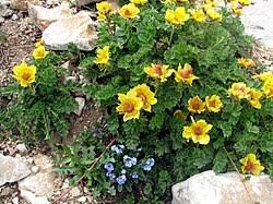 Heirloom Geum Reptans Flower Seeds for Planting – Non-GMO, Colorful Organic Garden Seeds