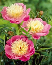 Paeonia Flower Seeds for Planting – Heirloom, Non-GMO, High Germination, Organic Garden Seeds