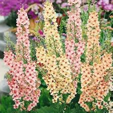 Mixed Mullein Flower Seeds for Planting – Shade Tolerant, Heirloom, Non-GMO, High Germination