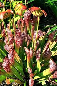 Scarlet Sarracenia Carnivorous Flower Seeds for Planting – Heirloom, Non-GMO, High Germination Organic Garden Seeds