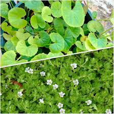Centella Flower Seeds for Planting - Heirloom, Non-GMO, High Germination Organic Garden Seeds