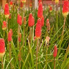 Kniphofia Flower Seeds for Planting – Heirloom, Non-GMO, High Germination Organic Garden Seeds
