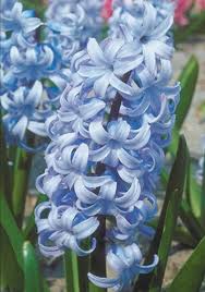 Heirloom Hyacinth Flower Seeds for Planting – Non-GMO, High Germination, Organic Garden Seeds