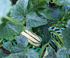 Green Bush Delicata flower seeds for planting - Heirloom & Non-GMO Garden Seeds