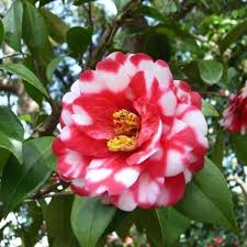 Red White Camellia Japonica Flower Seeds – Heirloom Non-GMO Organic Seeds for Planting – High Germination Blooms
