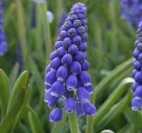 Muscari Armeniacum Bulbs – Classic Grape Hyacinth for Spring Borders, Rock Gardens & Containers