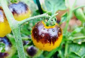 Brown Yellow Tomato Seeds for Planting - Heirloom Non-GMO Organic Garden Seeds, High Germination, Unique Colorful Variety