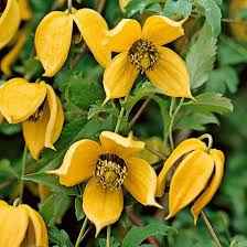 Yellow Clematis Flower Seeds for Planting – Heirloom Non-GMO Organic Garden Seeds – Long Bloom Season, High Germination