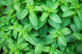 Mint Mentha Seeds for Planting – Heirloom, Non-GMO, High Germination Organic Garden Seeds