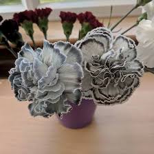 Gray Carnations Flower Seeds for Planting – Heirloom, Non-GMO, Bright Blooms Organic Garden Seeds