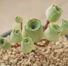Green Aeonium Greenovia Flower Seeds for Planting – Seasonal Bloomer, Heirloom, Non-GMO