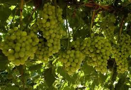 Cotton Candy Grape Fruit Seeds for Planting – Heirloom, Non-GMO for Sweet Unique Vines