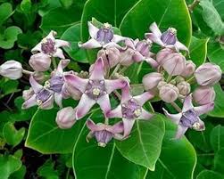 Calotropis Gigantea Flower Seeds for Planting – Cottage Garden Essential, Heirloom, Non-GMO, Organic Garden Seeds