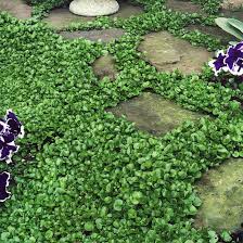 Dichondra Ground Cover Flower Seeds for Planting – Cut Flower Favorite, Heirloom, Non-GMO, Organic Garden Seeds