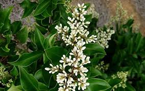 Ligustrum Flower Seeds for Planting – Heirloom Non-GMO, High Germination, Easy to Grow