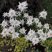 White Leontopodium Flower Seeds for Planting – Heirloom, Non-GMO, High Germination Organic Garden Seeds