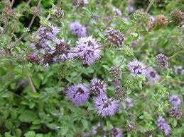 Pennyroyal Flower Seeds for Planting – Heirloom, Non-GMO, High Germination Organic Garden Seeds