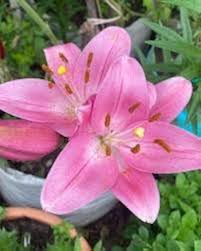 Pink White Nolilis Flower Seeds for Planting – Heirloom, Non-GMO, High Germination Organic Garden Seeds