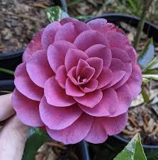 Camellia Purple Flower Seeds for Planting | Heirloom Non-GMO Organic Garden Seeds, High Germination