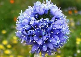 Gilia Capitata Flower Seeds for Planting – Heirloom, Non-GMO Wildflower Mix, High Germination Seeds