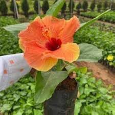 Dark Orange Hibiscus Flower Seeds for Planting - Heirloom, Non-GMO, High Germination Organic Garden Seeds
