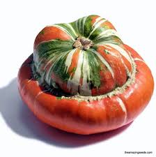 Turk's Turban Cucurbita Seeds for Planting – Heirloom Non-GMO Organic Garden Seeds – Ornamental Gourds for Festive Decor