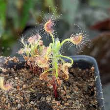 Pale Pink Sundew Flower Seeds for Planting - Heirloom, Non-GMO, Perfect for Borders Organic Garden Seeds
