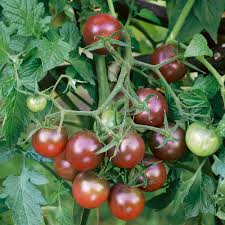 Brown Berry Tomato Seeds for Planting – Heirloom Non-GMO, Sweet Juicy Organic Garden Seeds with High Germination