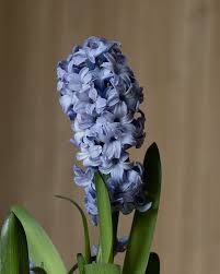 Heirloom Hyacinth Flower Seeds for Planting – Non-GMO, High Germination, Organic Garden Seeds