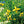 Yellow Clematis Flower Seeds for Planting – Heirloom Non-GMO Organic Garden Seeds – Long Bloom Season, High Germination