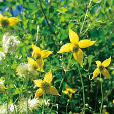 Yellow Clematis Flower Seeds for Planting – Heirloom Non-GMO Organic Garden Seeds – Long Bloom Season, High Germination