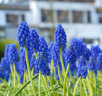 Muscari Armeniacum Bulbs – Classic Grape Hyacinth for Spring Borders, Rock Gardens & Containers
