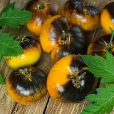 Brown Yellow Tomato Seeds for Planting - Heirloom Non-GMO Organic Garden Seeds, High Germination, Unique Colorful Variety