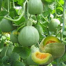 Green Cucumeropsis Seeds for Planting – Heirloom Non-GMO, High Germination Organic Garden Seeds