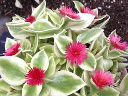 Aptenia Cordifolia Flower Seeds for Planting – Heirloom, Non-GMO, High Germination Organic Garden Seeds