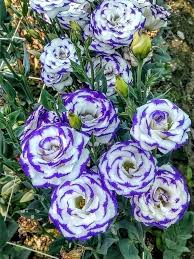 Silk Blue Lisianthus Flower Seeds for Planting – Perfect for Borders, Heirloom, Non-GMO & High Germination Seeds