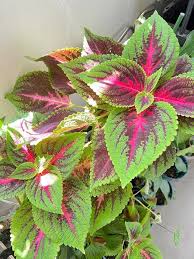 Green Pink Dragon Coleus Seeds for Planting Heirloom Non-GMO High Germination Organic Garden Seeds