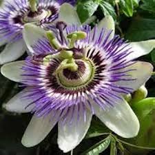 Purple Passion Flower Seeds for Planting – Heirloom, Non-GMO, Compact Growth Organic Garden Seeds