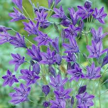 Fabiola Flower Seeds for Planting – Sun Loving, Heirloom, Non-GMO, High Germination Organic Garden Seeds