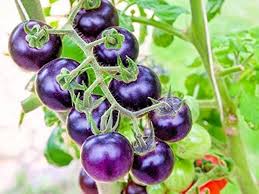 Dark Violet Tomato Seeds for Planting – Heirloom Non-GMO Organic Garden Seeds with High Germination, Vibrant Culinary Variety