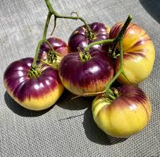 Tomato Seeds for Planting Yellow &amp; Black – Heirloom, Non-GMO, Organic Garden Seeds – Bicolor, High Germination