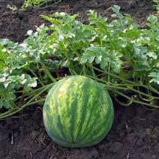 Cucurbita Vegetable Seeds for Planting – Heirloom Non-GMO Organic Garden Seeds – Squash Variety, High Germination