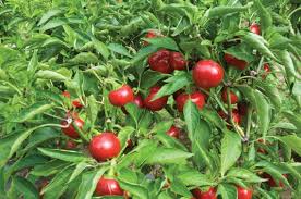 Cherry Pepper flower seeds for planting - Heirloom & Non-GMO Garden Seeds